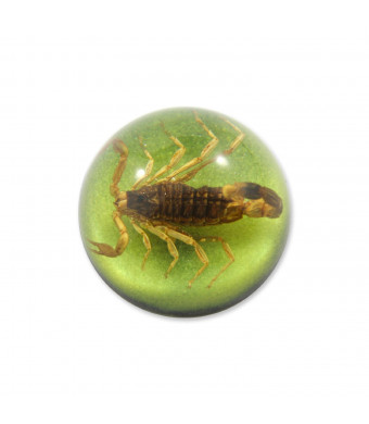 REALBUG 1.9 " Golden Scorpion Dome Paperweight Green