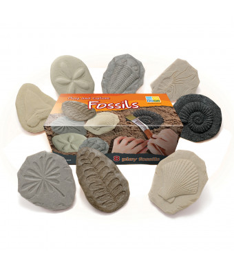 Play and Explore Fossils Set