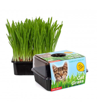TotalGreen Holland Amazing Cat Grass Grow Kit | Grow Your Own Pet Grass from Seed Indoor in Just 5 Days | Vegan Cat Treat | Unique Indoor Greenhouse | Grow Healthy Cat Treats and Toys | Pet Supplies