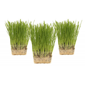 Cat Grass Growing Kit - 3 Pack Organic Seed, Soil and BPA Free containers (Non GMO). All of Our Seed is Locally sourced for pet and pet Lovers.