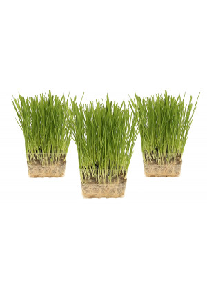 Cat Grass Growing Kit - 3 Pack Organic Seed, Soil and BPA Free containers (Non GMO). All of Our Seed is Locally sourced for pet and pet Lovers.