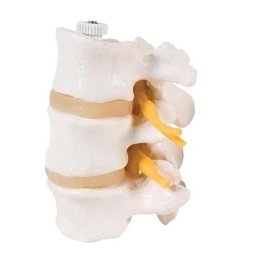 3B Scientific 3 Human Lumbar Vertebrae, Flexibly Mounted - 3B Smart Anatomy