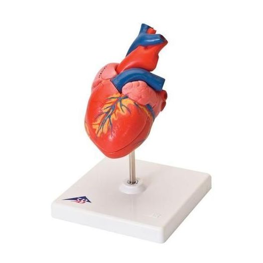 3B Scientific Classic Heart Model, 2-Part with 3B Smart Anatomy