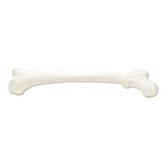 3B Scientific Femur, Left