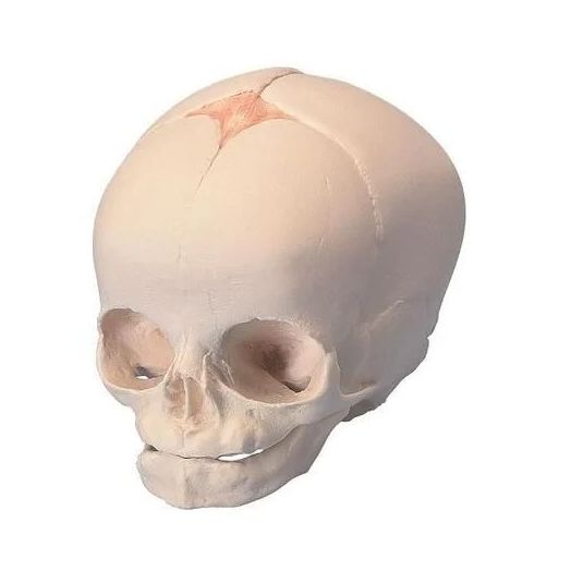 3B Scientific Foetal Skull, Natural Cast 30th Week of Pregnancy