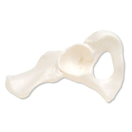 3B Scientific Hip Bone, Right