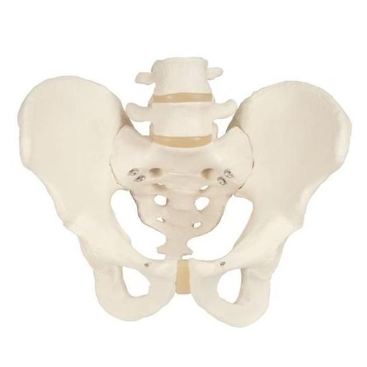 3B Scientific Male Pelvis Skeleton