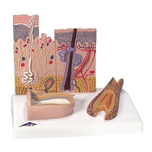 3B Scientific Skin, Hair and Nail Microscopic Structures Anatomical Model, Skin Section