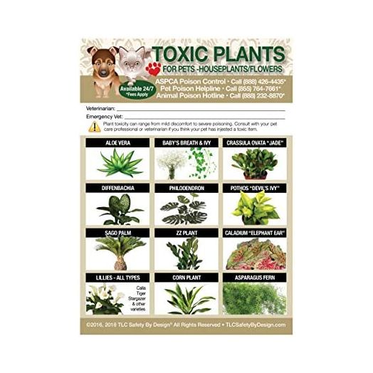 TLC Safety By Design Enhanced Toxic Plants Flowers TRADEMARKED Poison for Pets Dogs Cats Emergency Home Alone 5” x 7” Veterinarian Approved Refrigerator Safety Magnet (Qty. 1)