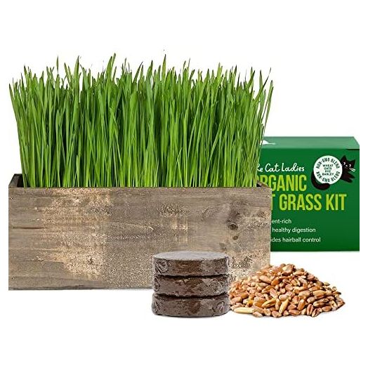 The Cat Ladies Cat Grass Kit Complete with Rustic Wood Planter, Organic Seed and Soil. Easy to Grow - Great for Indoor or Outdoor Cat, Dogs and Other Pets. Prevent Hairballs and Aid Digestion…