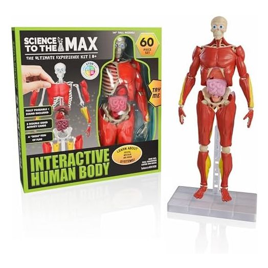 Be Amazing! Toys Interactive Human Body - 60 Piece Fully Poseable Anatomy Figure – 14” Tall Model - Anatomy Kit – Removable Muscles, Organs,Bones STEM Toy – Ages 8+