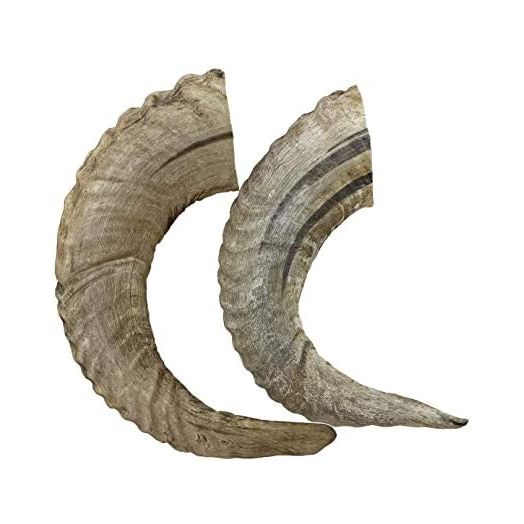 WhiteTail Naturals - Lamb Horns for Dogs (2 Pack) Long Lasting Dog Chews - Grain Free Chew Bone - Natural Sheep Horn Treat - Tough Chew Toy for Medium Breeds and Teething Puppies.