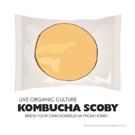 Organic Kombucha Scoby - Live Culture