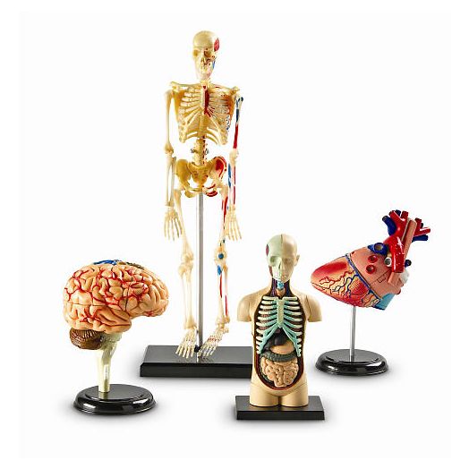 Learning Resources Anatomy Models Bundle